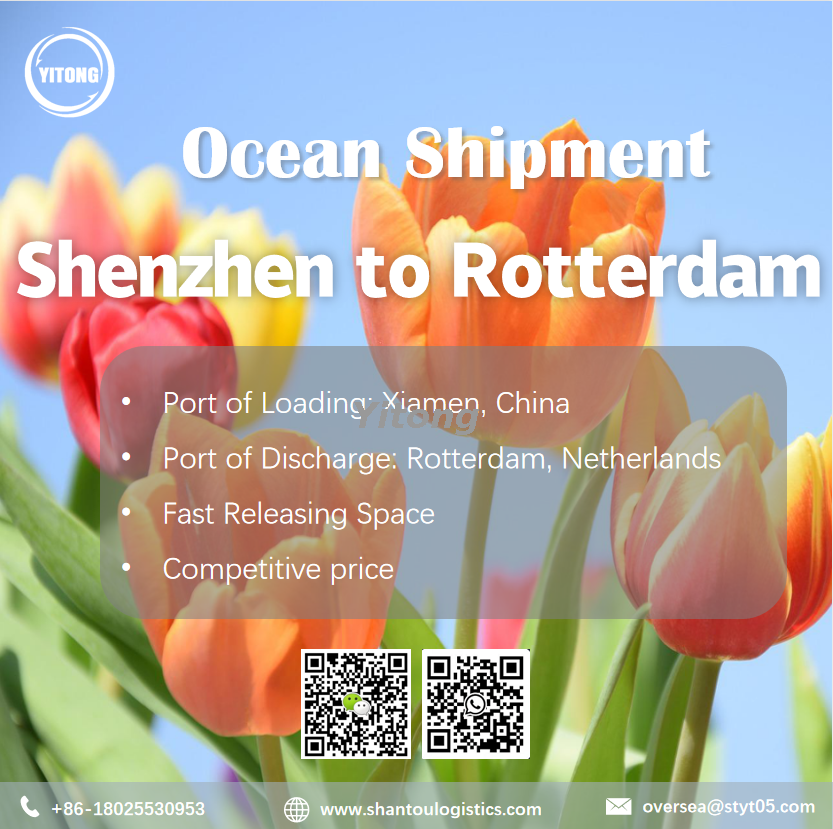 Ocean Freight from Shenzhen to Rotterdam Holland